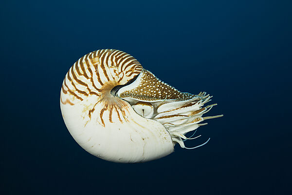 Nautilus