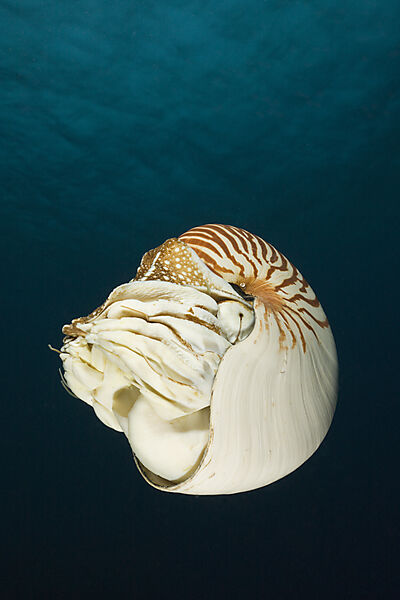 Nautilus