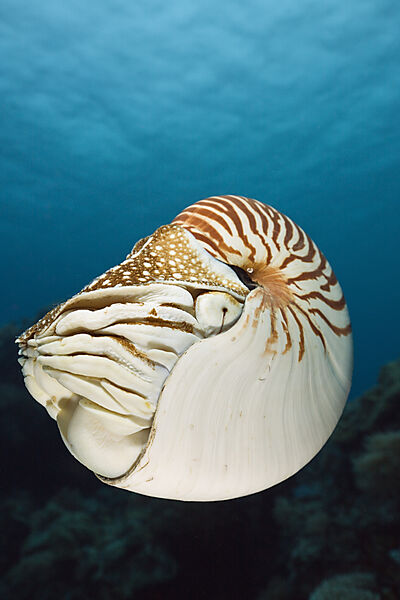 Nautilus
