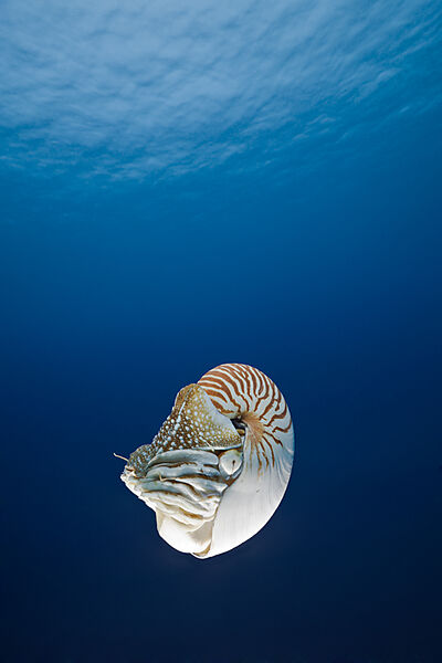 Nautilus