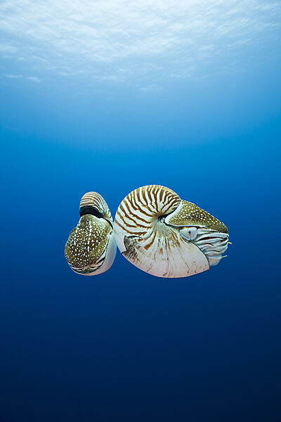 Nautilus