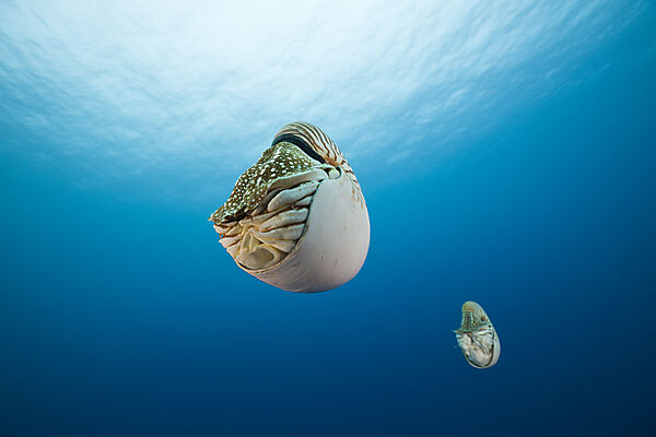 Nautilus