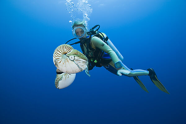 Nautilus and Diver