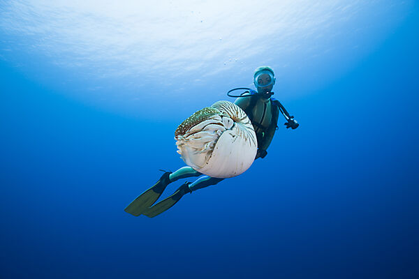 Nautilus and Diver