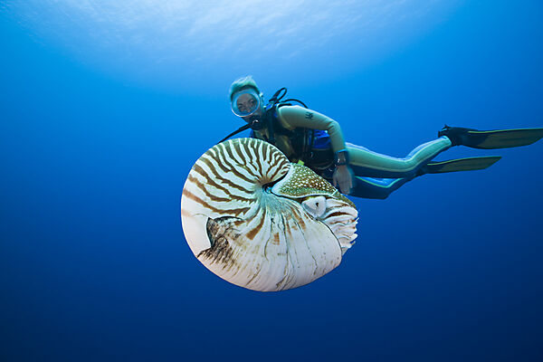 Nautilus and Diver