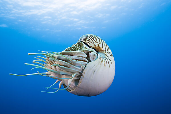 Nautilus