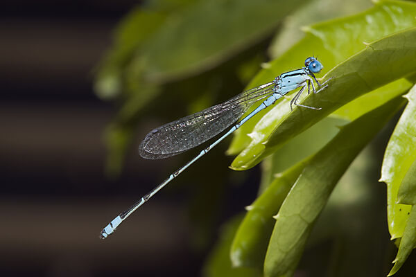 Libelle