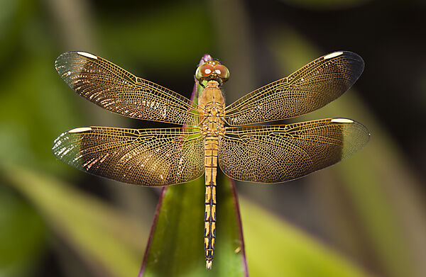 Libelle