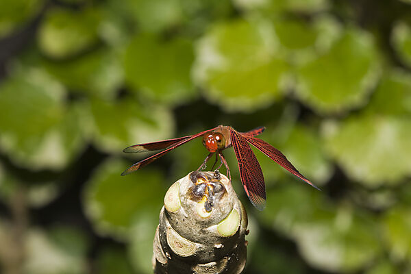Libelle