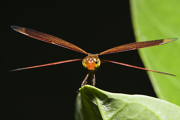Libelle
