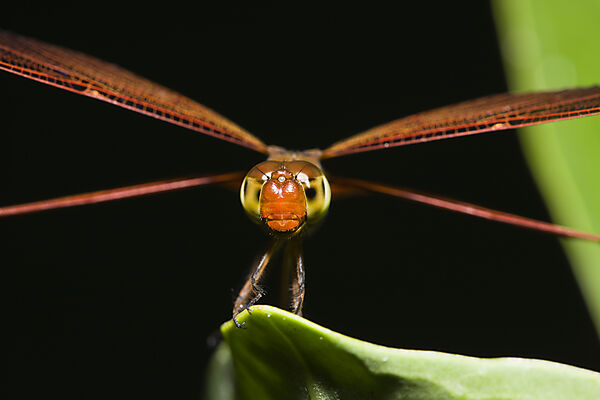 Libelle