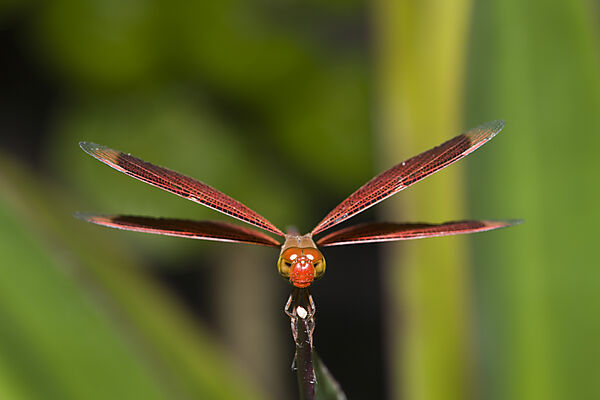 Libelle