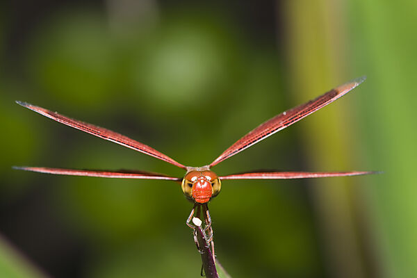 Libelle