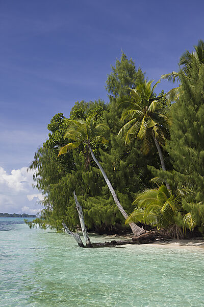 Palmeninsel von Palau