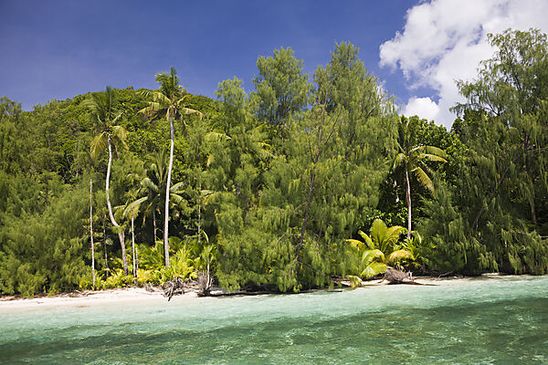 Palm-lined Beach at Palau