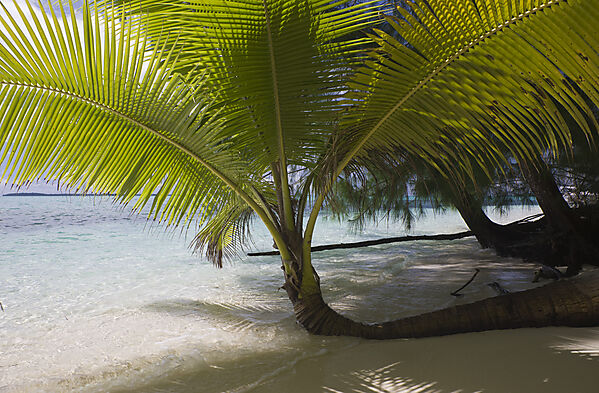 Palm-lined Beach at Palau