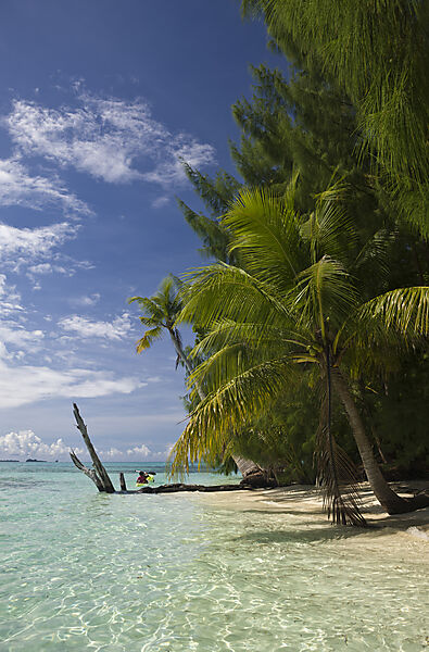 Palm-lined Beach at Palau