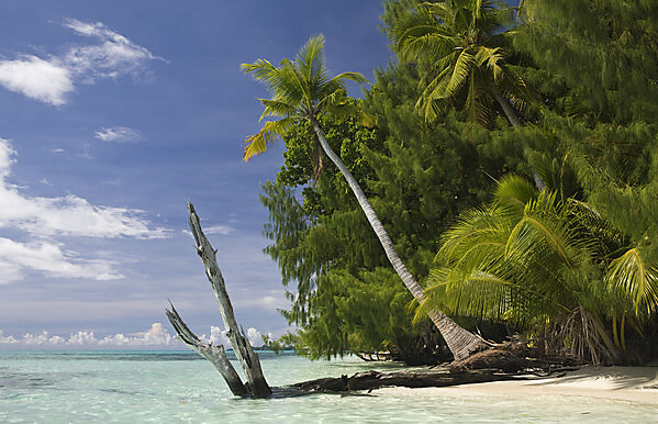 Palm-lined Beach at Palau