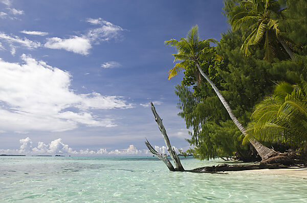 Palm-lined Beach at Palau