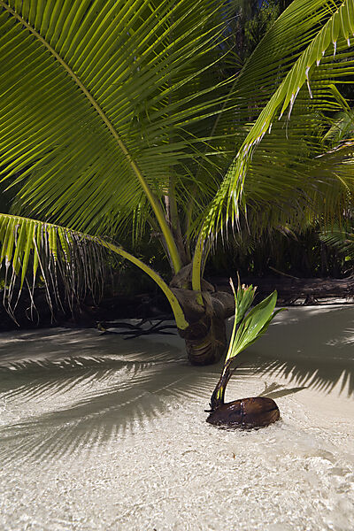 Palm-lined Beach at Palau