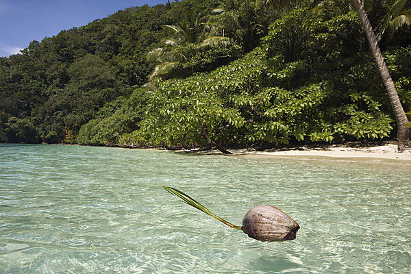 Coconut floating in Lagoon