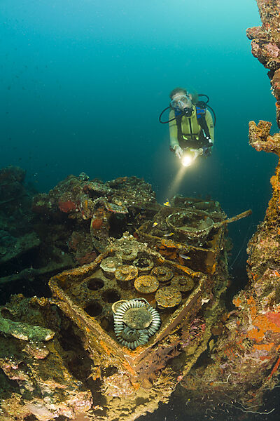 Diver discover armed Munition from II World War at Japanese Warship Helmet Wreck