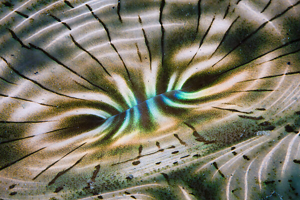 Iridescent Mantle of Giant Clam