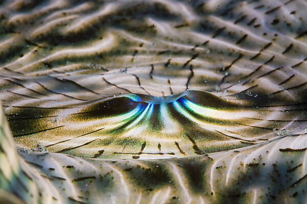 Mantle Pigmentation of Giant Clam