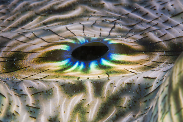 Iridescent Mantle of Giant Clam