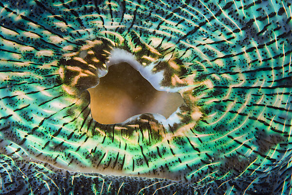 Mantle of Giant Clam
