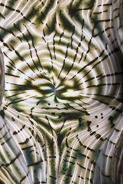 Mantle of Giant Clam