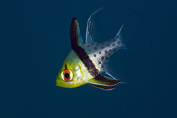 Pyjama Cardinalfish