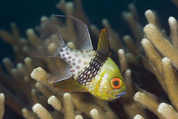 Pyjama Cardinalfish