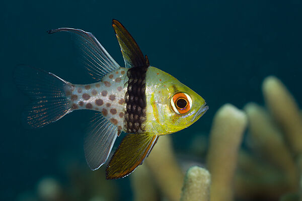 Pyjama Cardinalfish