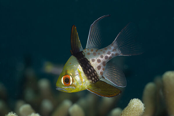 Pyjama Cardinalfish