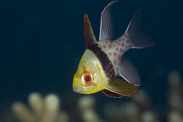 Pyjama Cardinalfish