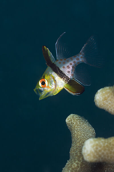 Pyjama Cardinalfish