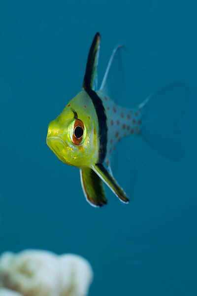Pyjama Cardinalfish