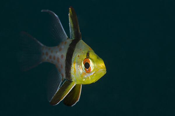 Pyjama Cardinalfish