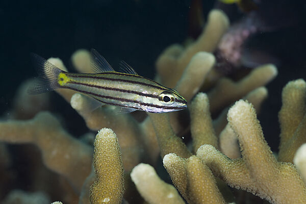 Five-lined Cardinalfish