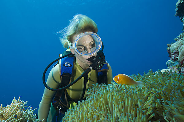 Halsband-Anemonenfisch und Taucher