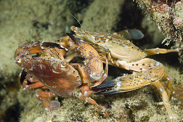 Mating Swimming Crab