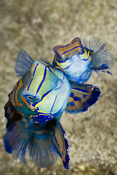 Mating Mandarinfish