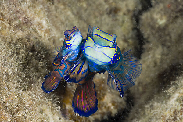 Mating Mandarinfish