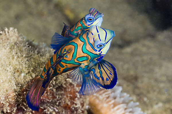 Mating Mandarinfish