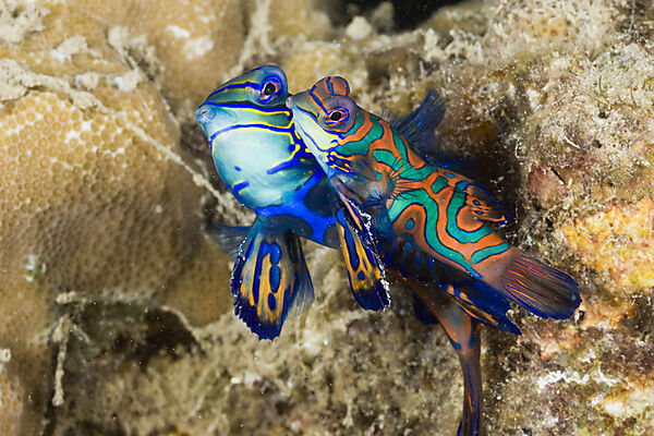 Mating Mandarinfish