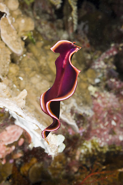 Swimming Flatworm