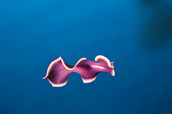 Swimming Flatworm