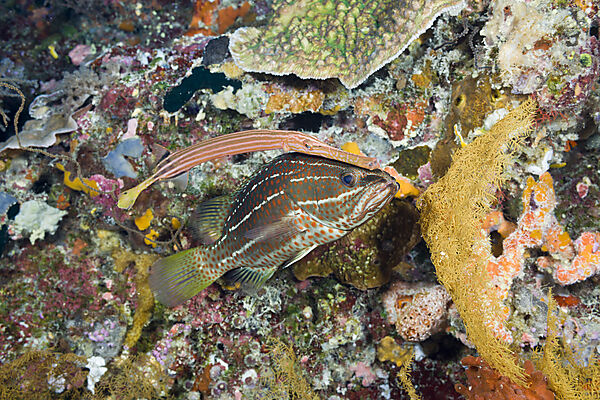 Trumpetfish hiding behind White-lined Grouper