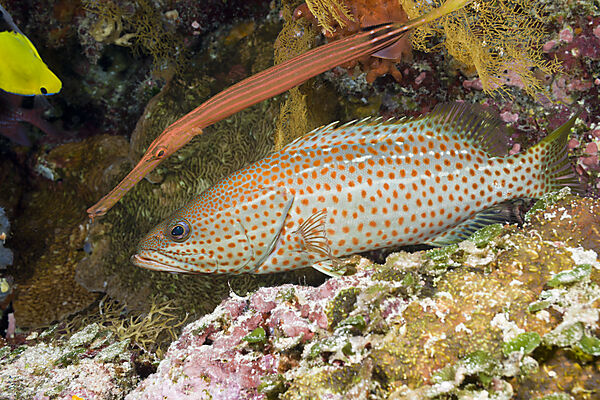 Trumpetfish hiding behind White-lined Grouper
